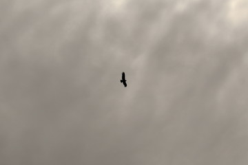 Cóndor volando en Mirador de Cóndores. Cajon del Maipo, RM, Chile.
