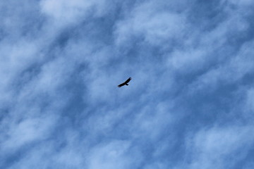 Cóndor volando en Mirador de Cóndores. Cajon del Maipo, RM, Chile.