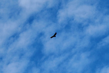 Cóndor volando en Mirador de Cóndores. Cajon del Maipo, RM, Chile.