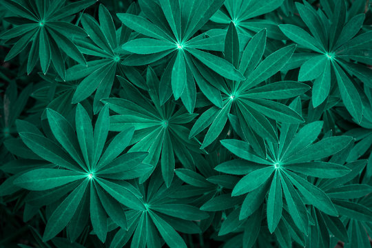 Juicy foliage of lupines. Beautiful, green patterned leaves of herbaceous plants, densely growing, creating a beautiful natural, texture background.