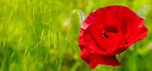 Red poppy growing beside of a oat field.