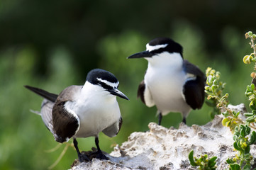 Bridled Terns on rock
