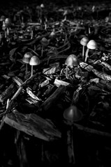 Black and white photo of mushrooms in the forest
