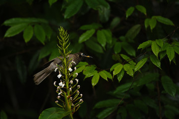 Bridled Honeyeater