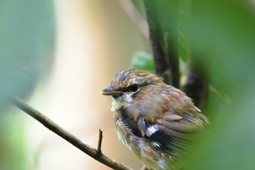 Grey-headed Robin in tree