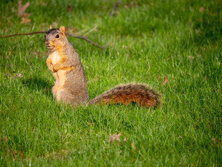 squirrel with a  nut