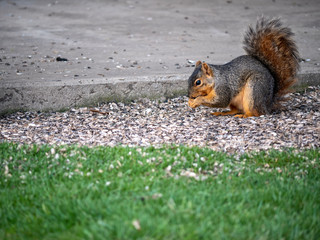 squirrel eating on the grass