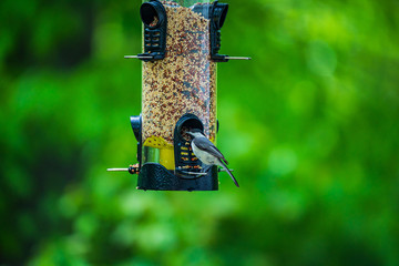 Naklejka premium Black Capped Chickadee at The Feeder