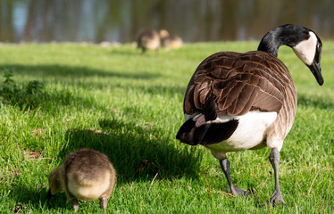baby canada goose on the grass with parent