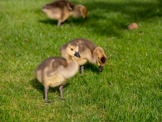 baby canada goose