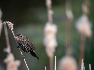 bird on a water plant