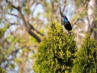 grackle bird on a tree