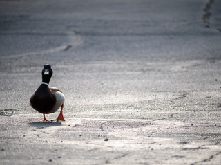 duck on the road