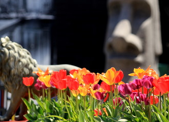 Tulipany z rzeźbami w tle