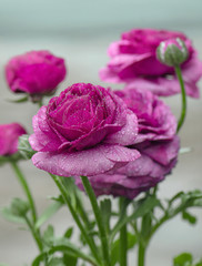 Purple Persian buttercup flower  - 345819570