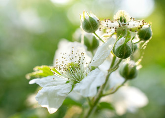 Close up of white flower blossom - 345819583