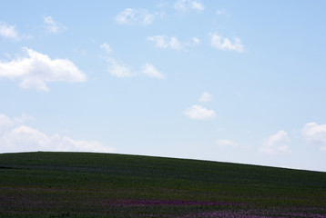 Fototapeta na wymiar A green hill with a blue sky background.