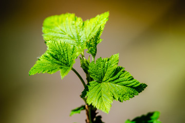 Blackcurrant plant in the springtime  