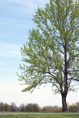 Fototapeta premium A green tree with a blue sky background.
