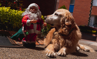 Old Golden with Old Santa