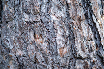 the bark of a tree