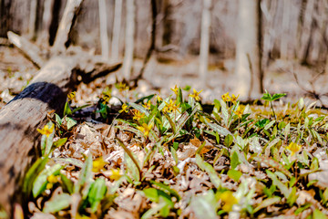 Trout lily flower in the city park 