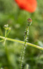Fleur Coquelicot_5