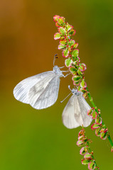 two Leptidea sinapis