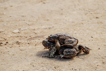 Mating frogs in spring time, big toads close-up.