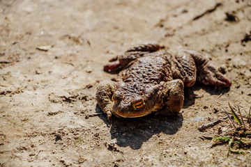 Big  toad close-up. An amphibian frog sits on the sand.