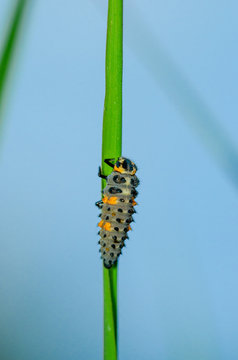 Ladybug Larva