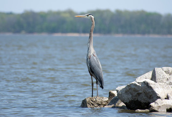 A heron stands on rocks over water.