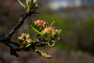 Green buds on branches in spring. Nature and blooming in spring time. Bokeh light background.