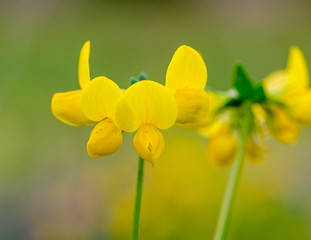 Obraz premium lotus corniculatus