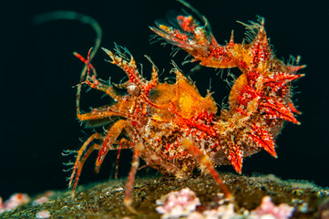 The shrimp Paracragon echinata