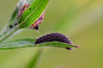 black caterpillar