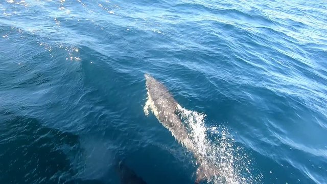 Dolphins Frolicking Beside Boat Near Bruny Island