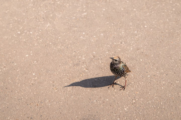An ordinary starling on the sidewalk. Bird in beautiful breeding plumage
