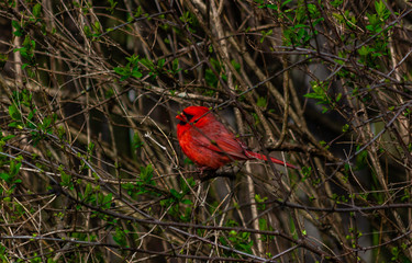 Cardinal Perched on a Branch