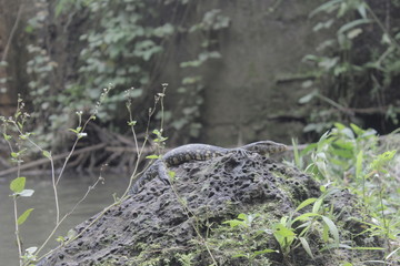 alligator in the swamp