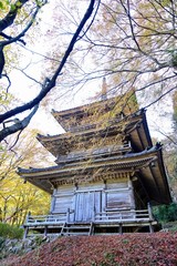 モミジの黄葉と五重塔のコラボ情景