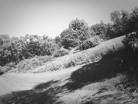 View Of Grassy Slope