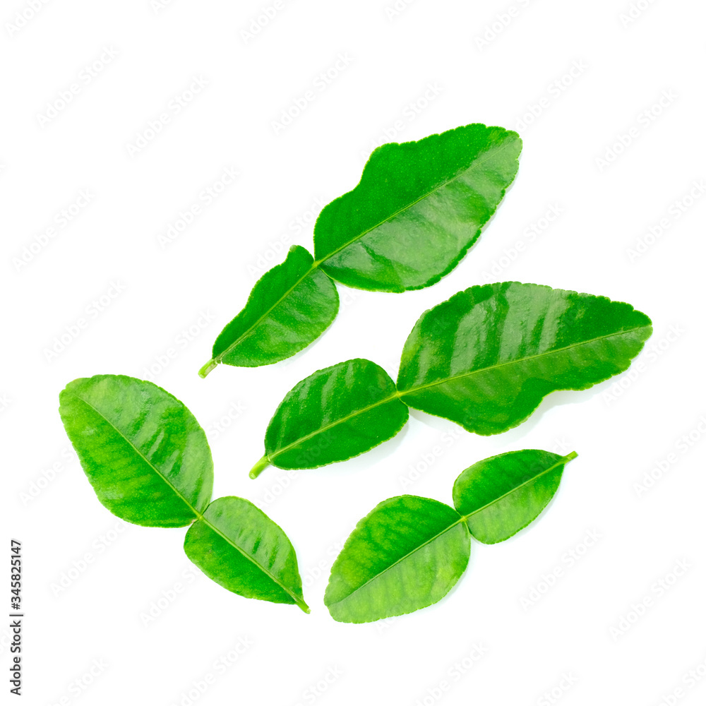 Wall mural macro bergamot leaf isolated on white background. clipping path.