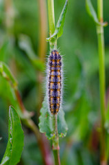 caterpillar of Aporia crataegi