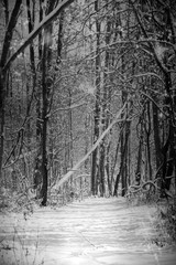 Fototapeta premium Wintery Woods