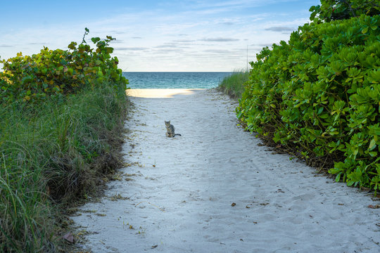 Gatico y playa vacia
