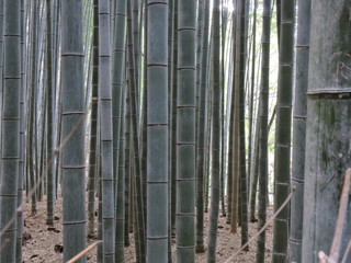 Bambu