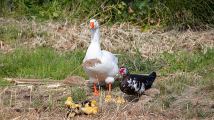 Family of ducks in Spain
