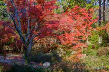 Manshuin Temple in Kyoto, Japan