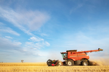 Obraz premium Harvesting machine drives past in wheat paddock getting grain ready for collection